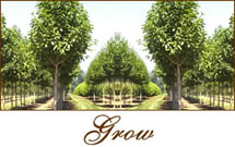 Growing Landscape Shrubs and Trees